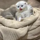 قطة انثى سكوتش اللون ابيض العمر 45 يوم