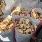 المدينة المنورة