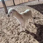 رخل حريه داغور