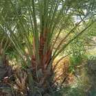 نخل مثمر نقايل جثايث فسائل اخلاص صقعي مجدول سكري نخل واشنطني