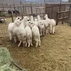 طليان سواكن