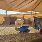 فحل حري جذع مشروط