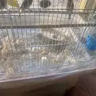 كتاري للبيع