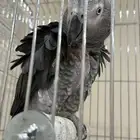 للبيع كاسكو