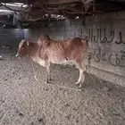 بقر للبيع