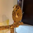 بومة أليفة جدا للبيع