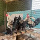 للبيع ديكة براهما وهجين براهما وبولش