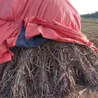 علف للبيع قص جديد