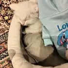 قط للبيع مع مستلزماته