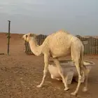 بكره اللبيع سنه مفروده