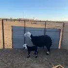 نعجه والد معها خروف