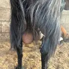 عنز مشروكه حصيب