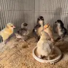 صوص براهما للبيع