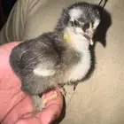 صوص براهما للبيع