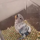 فرخ روز للبيع