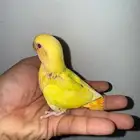 فرخ روز اورنج اوبلاين عيون حمر