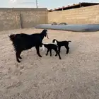 معزا توم عنز توم