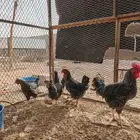 دجاج تركي اربش