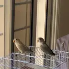 للبيع  عصافير روز أليفين