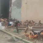 بارق دجاج بلدي عمر 4شهور ذكور واناث