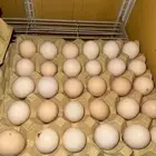 بيض براهما مخصب