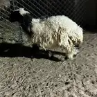 جذعات نعيم (تم البيع )الله يبارك لمن شرا