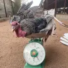 ديوك رومي ذبح او انتاج ملون