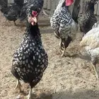 صوص دجاج حباحب عربي كويتي قزم