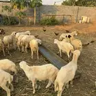 خرفان تربية بلدي