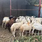 خرفان تربية وذبح بلدي