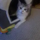 الرياض الدار البيضاءالرياض