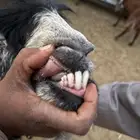 للبيع تيس فحل عارضي