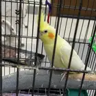 ببغاء كروان 300ريال