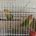 رغدان الباحة