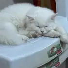 قط شيرازي 4 شهور للتبني