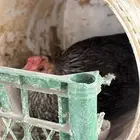 دجاج بلدي وفيومي