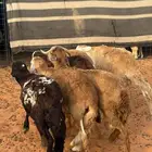 6جذعان سواكن مرابي