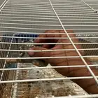 كروان أليف للبيع