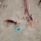 معزه دهما معا ولدها