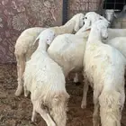 جذعان سواكن مرابي