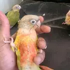 فروخ كنيور اناناس