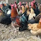 دجاج بلدي جروم تب