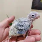 فرخ كنيور ( تم البيع )