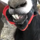 جفرة عارضية ذبيحة