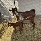 عنز وشحا محايلية والد