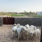 هرافا حري لباني