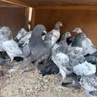 طبات باكستاني