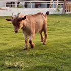 تيس قزم اليف جدا