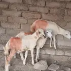 كباشه للبيع