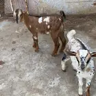 تيوس جنوبيه